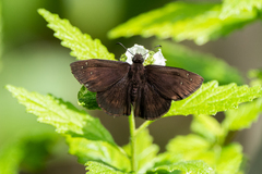 Ephyriades brunnea
