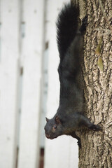 Sciurus carolinensis