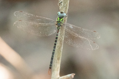 Triacanthagyna trifida