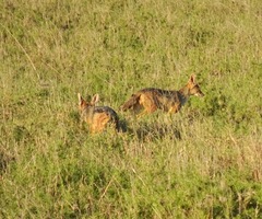 Lupulella mesomelas schmidti