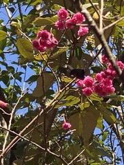 Papilio memnon