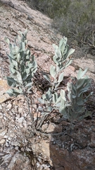 Eriodictyon tomentosum