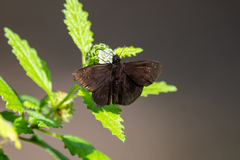 Ephyriades brunnea