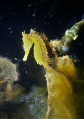 Hippocampus whitei