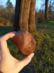 Quercus garryana