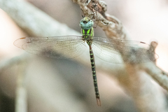 Triacanthagyna trifida