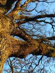 Quercus garryana
