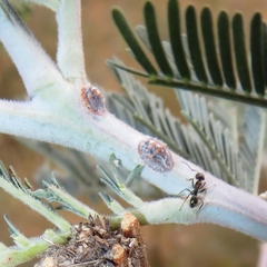 Monophlebidae