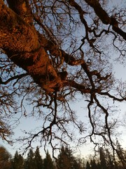 Quercus garryana