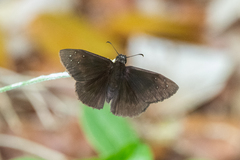 Ephyriades brunnea