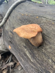 Polyporus decurrens