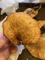 Polyporus decurrens