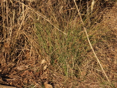 Juncus patens