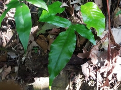 Tectaria harlandii