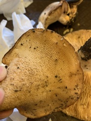 Polyporus decurrens