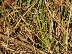 Juncus patens