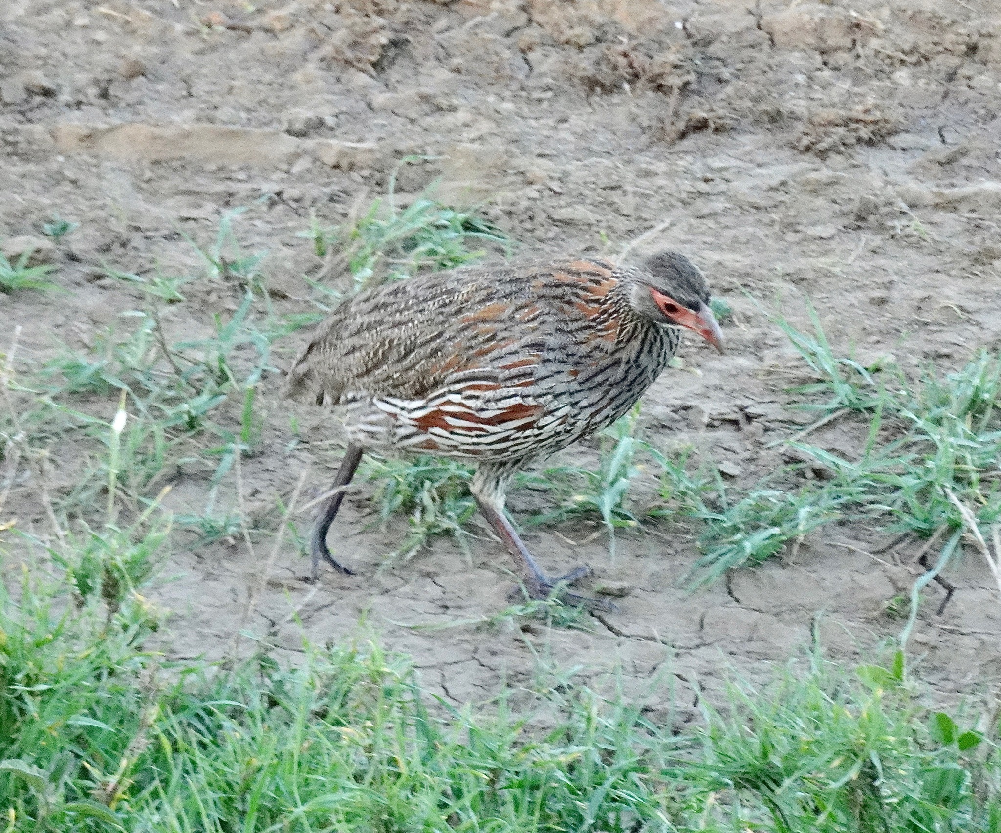 Grey-breasted Spurfowl (Pternistis rufopictus), photo 8
