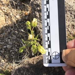 Emmenanthe penduliflora penduliflora