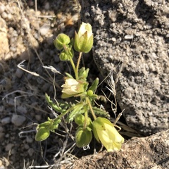 Emmenanthe penduliflora penduliflora