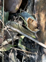 Cerrena zonata