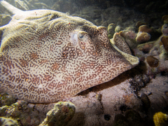 Urobatis jamaicensis