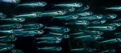 Atheriniformes