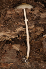 Agrocybe rivulosa