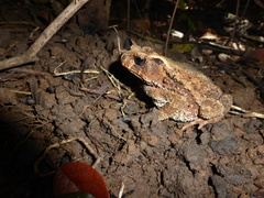 Ingerophrynus galeatus