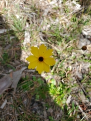 Coreopsis floridana
