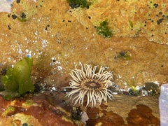 Anthopleura michaelseni