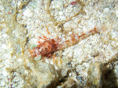 Dendrobranchiata
