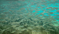 Atheriniformes