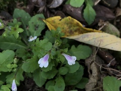Mazus goodenifolius