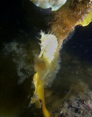 Syngnathidae