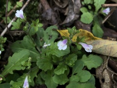 Mazus goodenifolius