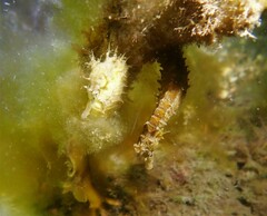 Syngnathidae