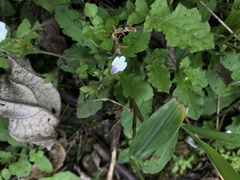 Mazus goodenifolius