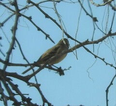 Chondestes grammacus