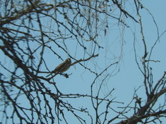 Chondestes grammacus