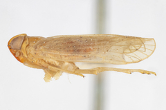 Haplaxius caldwelli