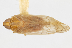 Haplaxius caldwelli