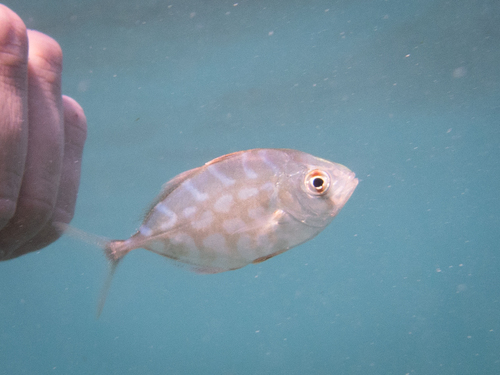 Yellow jack (Carangoides bartholomaei) — Carangidae