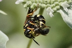 Philanthus gibbosus