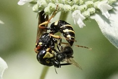 Philanthus gibbosus