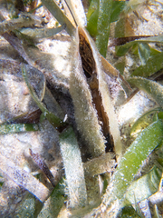 Pinnidae