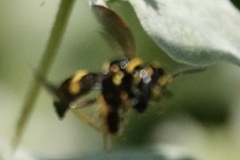 Philanthus gibbosus