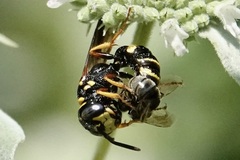 Philanthus gibbosus