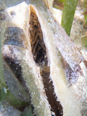 Pinnidae