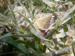 Pinnidae