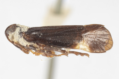 Haplaxius